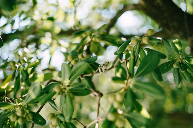 Fedi nuziali della sposa e dello sposo su un ramo di un ulivo con frutti contro il cielo blu