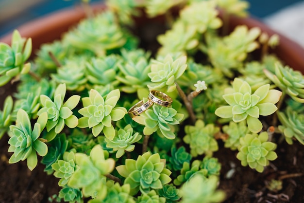 Fedi nuziali in un cespuglio di fiore di aeonium in un vaso di fiori