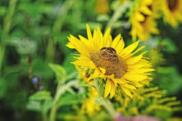 Fedi nuziali su girasole