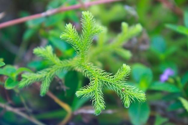 Felce, astrazione naturale nella foresta