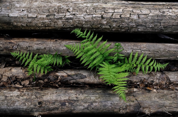 felce che cresce attraverso il bosco