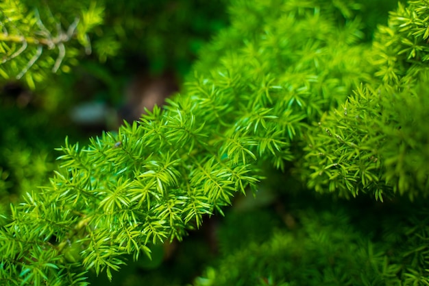 Felce coda di volpe Asparagus densiflorus pianta erbacea perenne Felce coda di volpe lascia il fuoco selettivo con sfondo sfocato