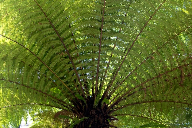 Felce di Dicksonia squarrosa