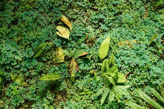 Felce in giardino botanico nella stazione di progetto reale, Chiang Mai, isola dello Sri Lanka, Tailandia