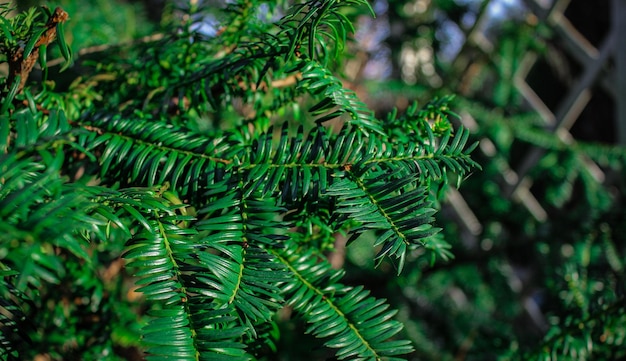 Felce nella foresta