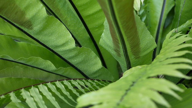 Felce nido d'uccello foglie verde scuro. Esotica foresta pluviale tropicale della giungla amazzonica, atmosfera botanica alla moda ed elegante. Fogliame lussureggiante naturale vegetazione vivida, estetica paradisiaca. Asplenium nidus foglia di pianta