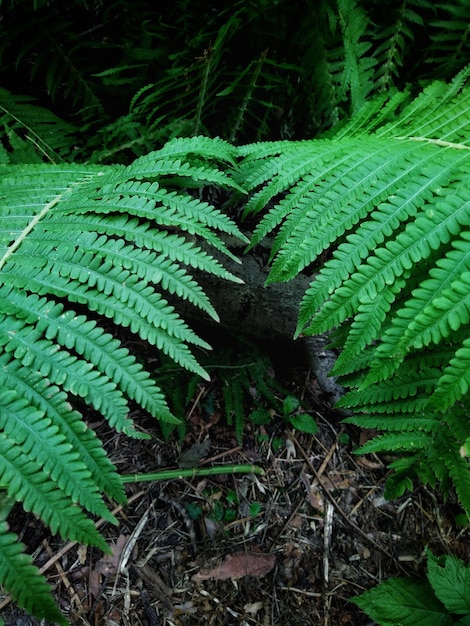 Felce selvatica della foresta