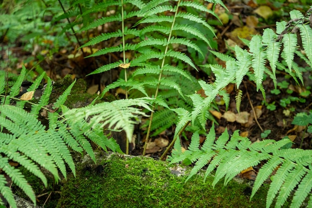 Felce verde con foglie lunghe nella foresta