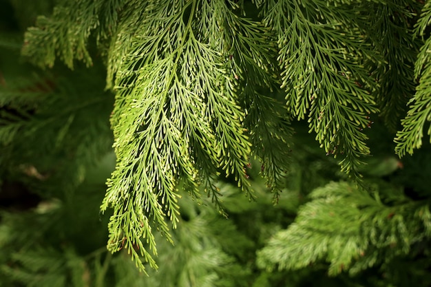 Felce verde in tropicale