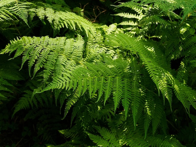 Felce verde nella foresta sotto i raggi del sole