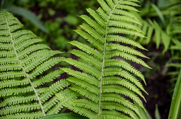 felce verde nella foresta