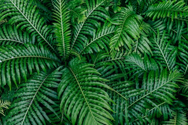 Felci bellissime (Blechnum x rasmijoti) foglie verdi