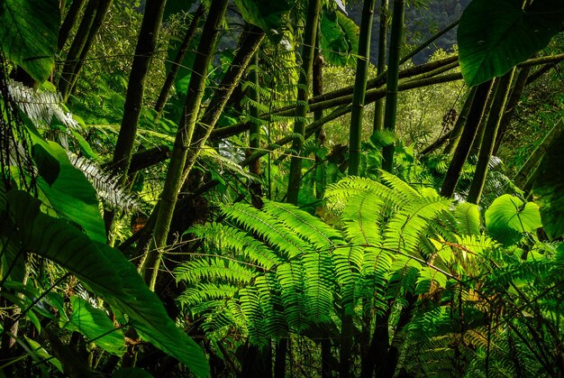 Felci nella foresta tropicale della Guadalupa nelle Indie occidentali