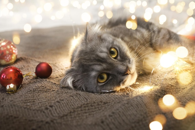 Felice anno 2023 Il gatto di Capodanno giace in ghirlande e luci su una calda coperta lavorata a maglia