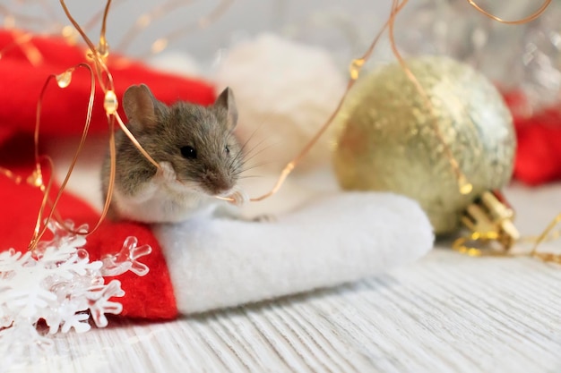 Felice Anno Nuovo e Buon Natale Un allegro topolino tra gli addobbi festivi attende