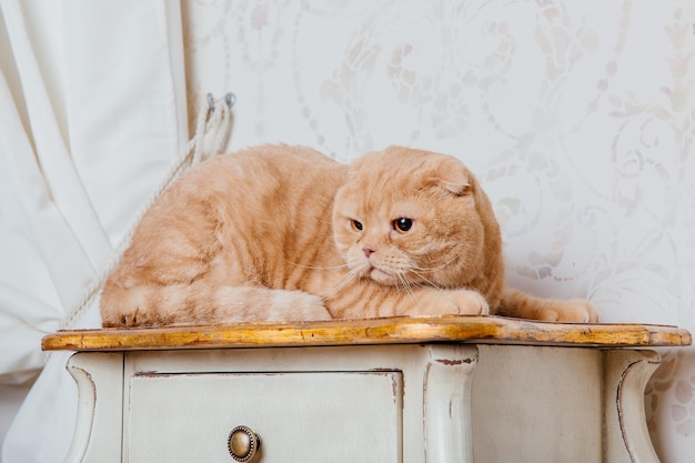 Felice anno nuovo, vacanze di Natale e celebrazione. Ritratto di Scottish Fold della razza del gatto.