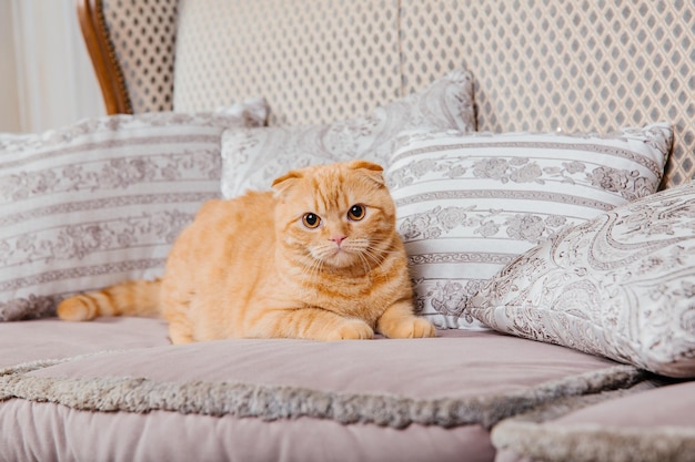 Felice anno nuovo, vacanze di Natale e celebrazione. Ritratto di Scottish Fold della razza del gatto.