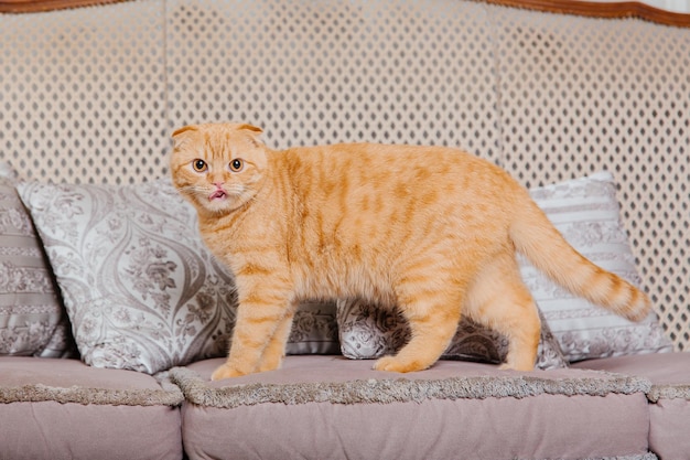 Felice anno nuovo, vacanze di Natale e celebrazione. Ritratto di Scottish Fold della razza del gatto.