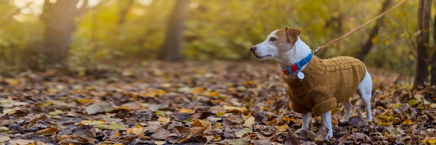 Felice autunno Cane di razza Jack Russell per una passeggiata in una bellissima foresta autunnale