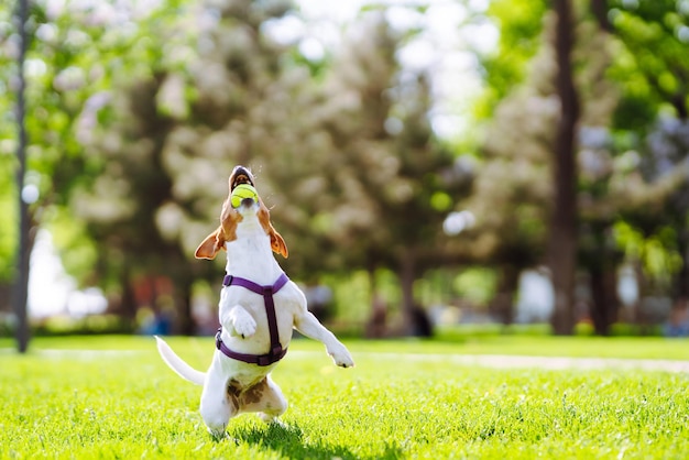 Felice cane attivo jack russell che gioca nel parco Concetto di cane domestico