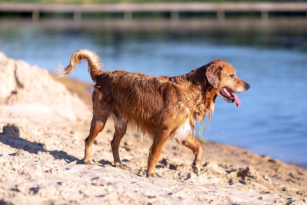 Felice cane bagnato sulla spiaggia del lago