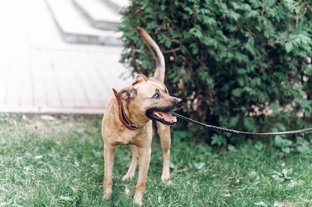 Felice cane dagli occhi grandi che guarda il proprietario al guinzaglio carino cucciolo marrone che cammina in un concetto di animale domestico amichevole del parco