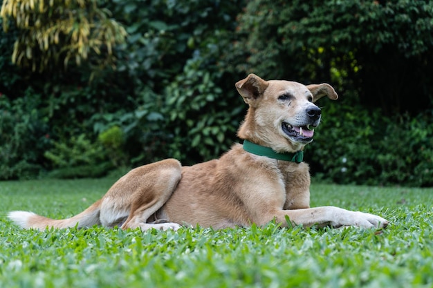 Felice cane domestico è sdraiato sull'erba verde nel parco