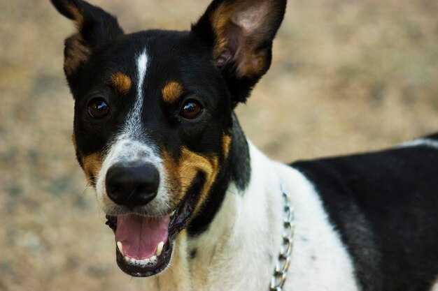 Felice cane nel parco carino ritratto