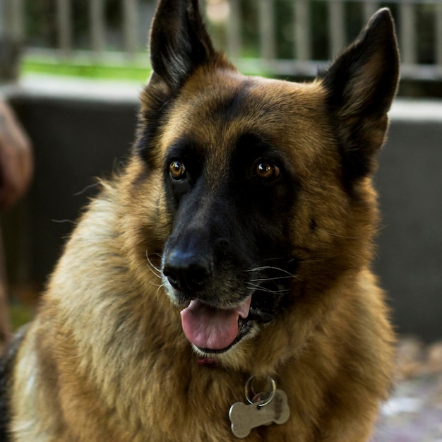 Felice cane pastore tedesco nel parco carino ritratto