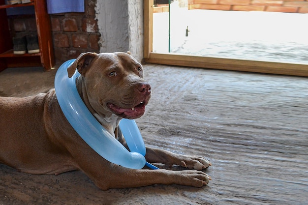 Felice cane pitbull per il suo compleanno seduto sul pavimento con un palloncino a matita intorno al collo