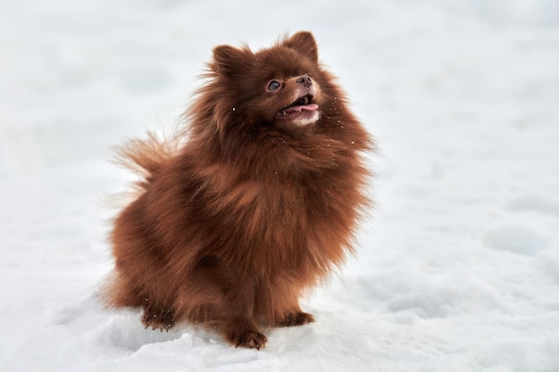 Felice cane Spitz Pomerania in inverno passeggiate all'aperto a grandezza naturale ritratto di profilo carino Spitz di cioccolato