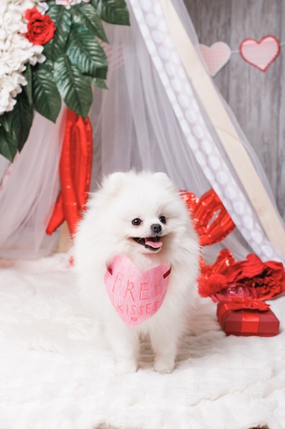 Felice carino soffice cane bianco (pomerania) con baci gratis cuore di carta, concetto di San Valentino