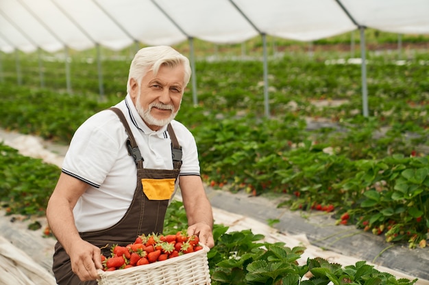 Felice contadino che raccoglie fragole fresche