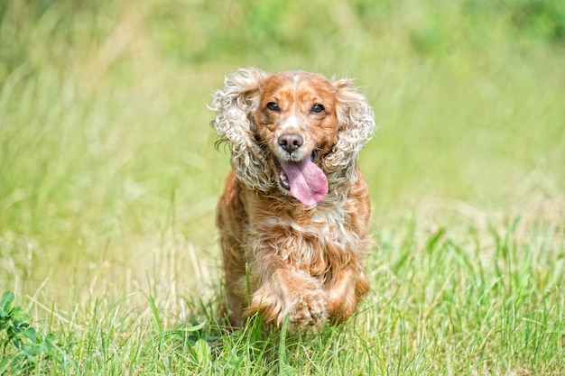 Felice cucciolo di cane che corre da te