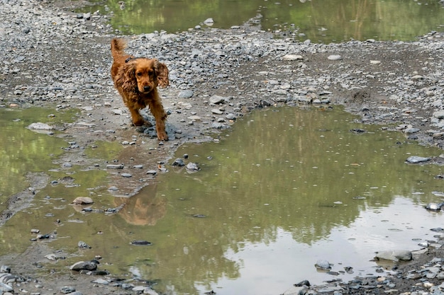 Felice cucciolo di cane cocker spaniel nel fiume