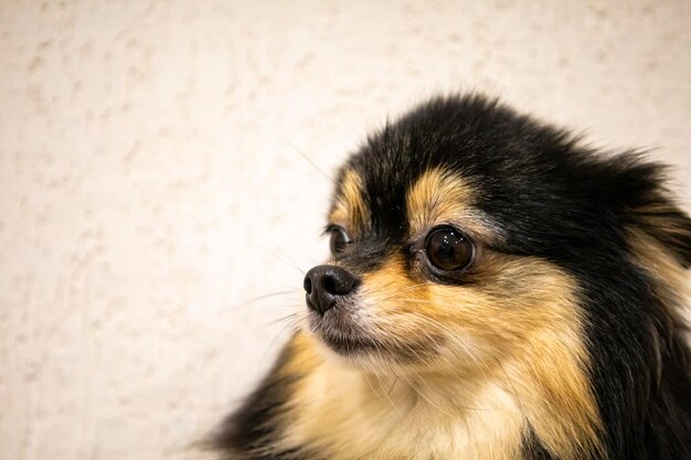 Felice cucciolo di Pomerania. Ritratto su uno sfondo bianco.