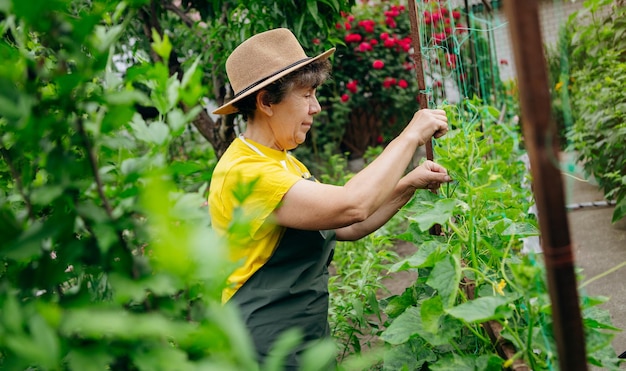 Felice donna anziana contadina con un cappello lavora in una piccola azienda agricola e coltiva cetrioli Concetto di piccola azienda agroalimentare e lavoro in età pensionabile