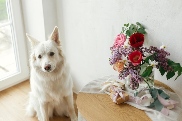 Felice festa della mamma Simpatico cane seduto al bouquet elegante con confezione regalo e nastri pastello su tavolo di legno in una moderna sala rustica Animali domestici e vacanze Buona festa della donna Adorabile spitz danese bianco