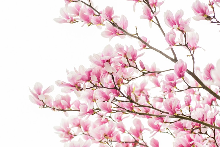 Foto felice giornata di primavera. albero in fiore di magnolia., sfondo floreale naturale. bellissimi fiori primaverili. fiore dell'albero di magnolia. nuovo inizio di vita. la crescita della natura e il risveglio. festa della donna. festa della mamma.