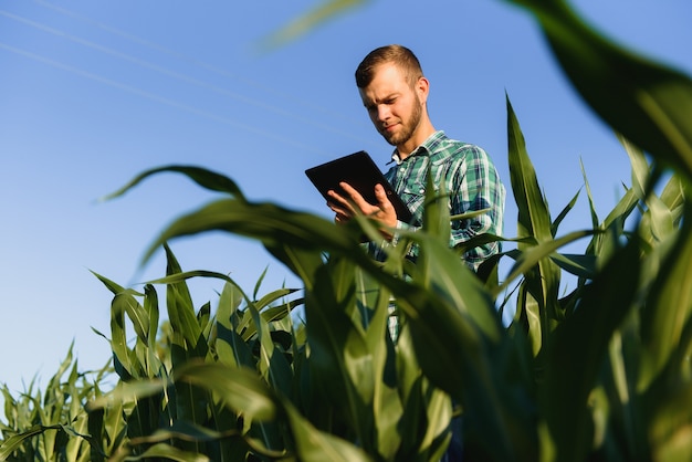 Felice giovane agricoltore o agronomo utilizzando tablet nel campo di mais. Sistema di irrigazione in background. Agricoltura biologica e produzione alimentare