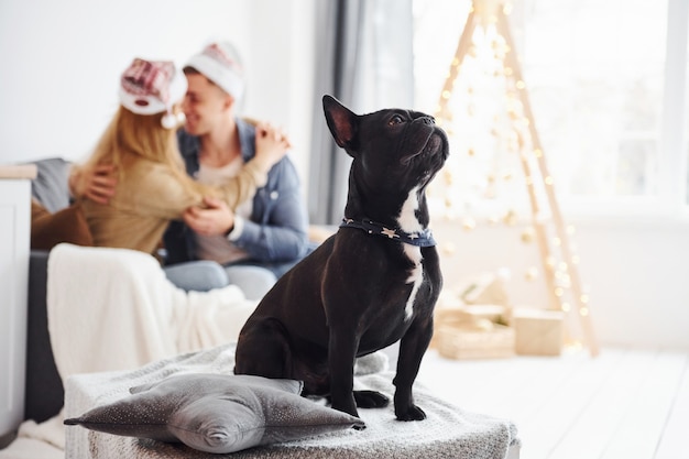 Felice giovane coppia moderna in cappelli di Natale seduti sul divano di casa con il loro simpatico cane e l'albero di capodanno.