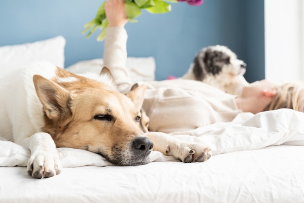 Felice giovane donna sdraiata a letto con i suoi cani, sfondo muro blu