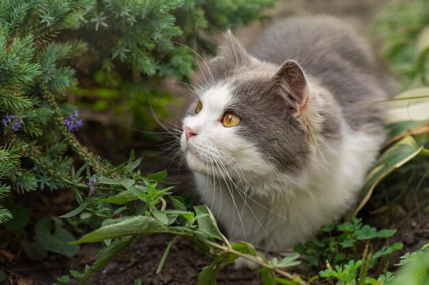 Felice giovane gatto sdraiato all'aperto tra i fiori Gioia nella natura Gatto sdraiato nel giardino accanto a fiori in fiore Libertà degli animali domestici e godersi il concetto di natura