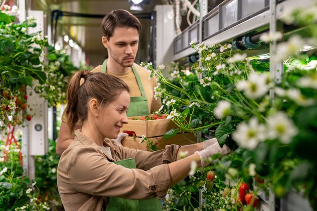 Felice giovane lavoratrice di una fattoria verticale che raccoglie fragole fresche e mature contro il suo collega maschio con una scatola di legno