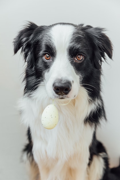 Felice Pasqua concetto. Preparazione per le vacanze. Carino cucciolo di cane border collie tenendo l'uovo di Pasqua in bocca isolati su sfondo bianco