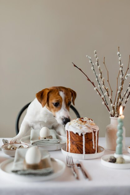 Felice Pasqua Cute Jack Russell Terrier cane seduto alla tavola di Pasqua servita all'interno