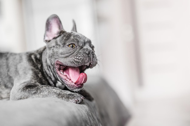 Felice smillyng cane bulldog francese sul letto