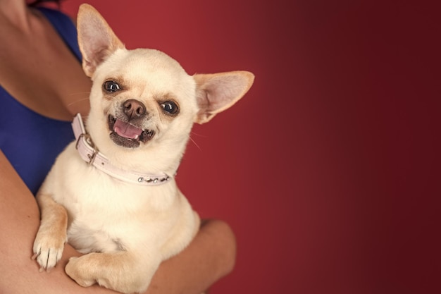 Felice sorridente cane Protezione prontezza coraggio