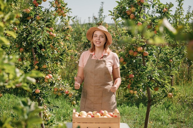 Felice sorridente contadino lavoratore raccolto raccolto mele fresche mature nel giardino del frutteto durante il raccolto autunnale Tempo di raccolta