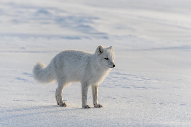 Felice volpe artica nella tundra invernale. Volpe artica divertente.